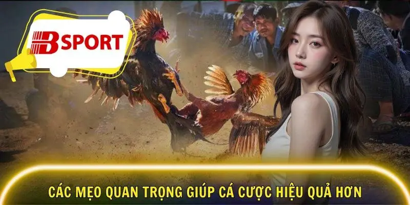 Các mẹo quan trọng giúp cá cược hiệu quả hơn