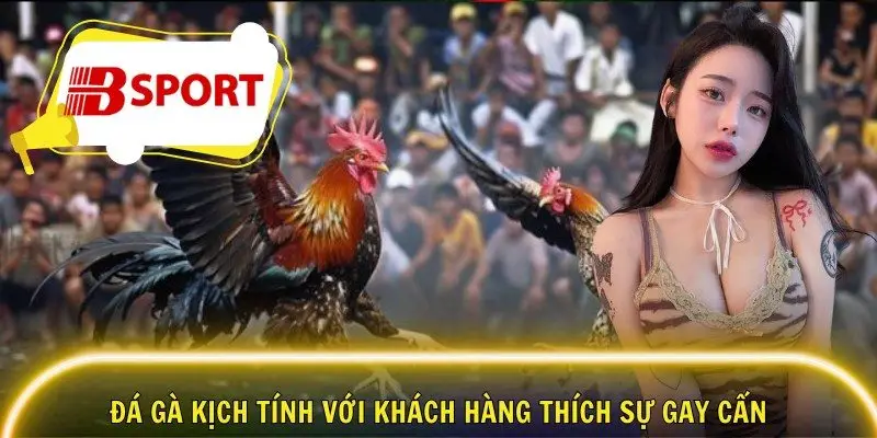 Đá gà kịch tính với khách hàng thích sự gay cấn