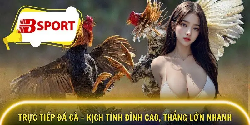 Trực Tiếp Đá Gà – Kịch Tính Đỉnh Cao, Thắng Lớn Nhanh