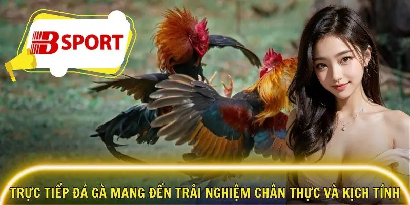 Trực tiếp đá gà mang đến trải nghiệm chân thực và kịch tính